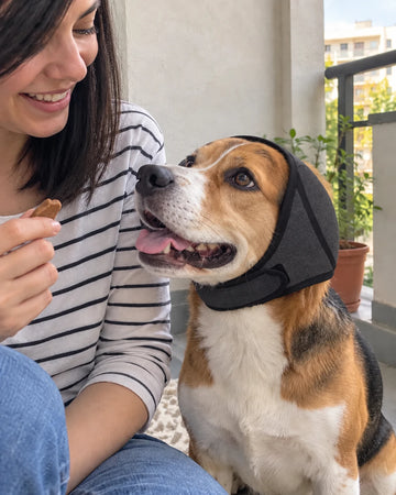 Perro con orejeras CalmDoggy durante su adaptación
